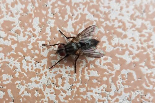 Stevenia sp.